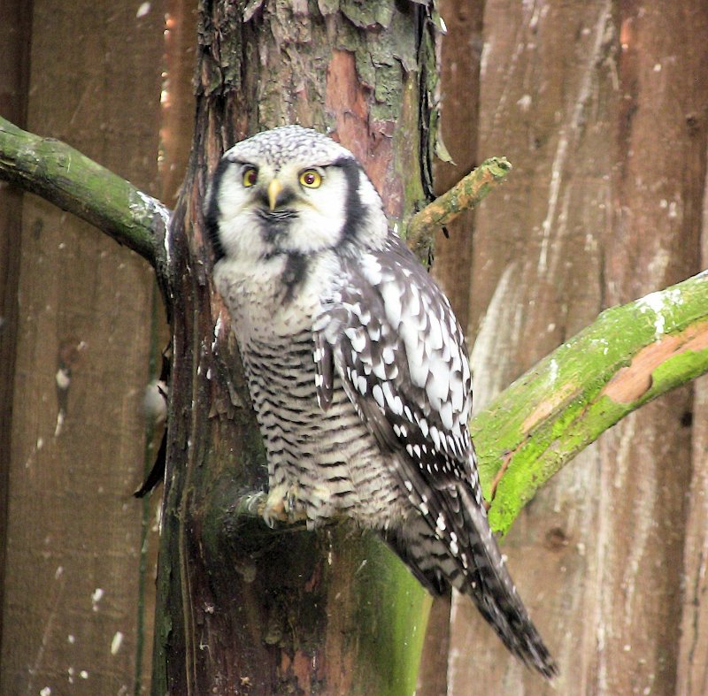 Bennas2010-0364.jpg - The Hawk Owl